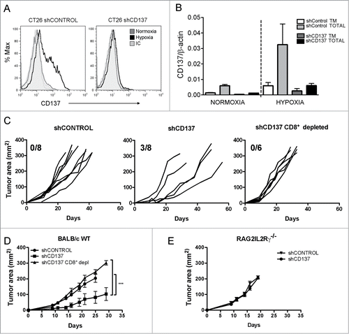 Figure 6. CD137 silencing in CT26 tumor cells gives rise to more immunogenic variants. CT26 were stably transfected with lentiviral vectors to express a shRNA targeting CD137 (shCD137) or a scrambled control (shControl). (A) Transfectants were cultured for 36h in normoxia or 1% O2 and analyzed by flow cytometry to quantitatively determine the expression of surface CD137. (B) Quantitative RT-PCR analysis of total and transmembrane CD137 mRNA in the indicated transfectants under hypoxic or normoxic conditions as in A. (C) BALB/c wild type immunocompetent mice were subcutaneously inoculated with 5×105 cells of indicated transfectants and tumor sizes were individually followed over time. Tumor cells had been pre-exposed in every case to 1% O2 for 36h. The fraction of mice spontaneously rejecting their tumors is given in each graph. When indicated, BALB/c mice were mAb-depleted of CD8+T cells. (D) mean±SEM and Statistical comparisons of experiments in C whose results are representative of two independent experiments. (E) Tumor growth of the indicated transfectants in immunodeficient Rag2IL2Rγ−/− mice. Tm: transmembrane.