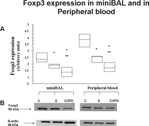 Figure 4.  Reduced expression of Foxp3 in mini-BAL and in the peripheral blood of S and of COPD. Mini-BAL cells and paired blood samples were recovered from C (n = 10), from S (n = 8) and from COPD (n = 18) patients. Total proteins were extracted and analysed for Foxp3 expression by western blot analysis. Membranes were then stripped and incubated with goat polyclonal anti–ß-actin. A. Densitometric analysis of Foxp3 expression. Signals corresponding to Foxp3 on the various western blots were semiquantified by densitometric scanning, normalized and expressed after correction with the density of the band obtained for beta-actin (mean±SD). * p < 0.05. B. Representative Western blot analysis for Foxp3 expression from C, S and COPD subjects. Data are expressed as median (25-75 percentiles).