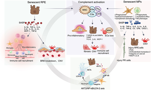Figure 2 Vicious Cycle. Mechanisms of interaction between cellular senescence and dysregulation of immune homeostasis in retina.