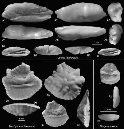 Figure 5. Gadiform otoliths. A–C, Lotella latidorsalis n.sp., A = holotype, OU22807, Cosy Dell, F45/f0396, Duntroonian (A2 = outer face, A3 = anterior view, A4 = dorsal view, A5 = ventral view, A6 = posterior view); B,C = paratypes (C reversed), NMNZ S.46911-12, Chatton, F45/f9668, Duntroonian (B2 = outer face, B3 = ventral view). D,E, Trachyrincus tewaewae n.sp. Grindstone Creek, D46/f0054, Duntroonian, D = holotype (reversed), NMNZ S.46913 (D2 = outer face, D3 = ventral view, D4 = anterior view); E = paratype, NMNZ S.46914. F, Bregmaceros sp., GNS F5957, Grindstone Creek, D46/f8497, Duntroonian (F2 = posterior view, F3 = ventral view).