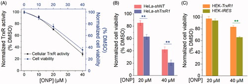 Figure 7. Contribution of targeting TrxR to ONP cytotoxicity. (A) The positive correlation between inhibition of HeLa cell viability by ONP and inhibition of intracellular TrxR activity by ONP. Different concentrations of ONP were incubated with HeLa cells for 24 h, and the intracellular TrxR activity was detected by the Trx-mediated endpoint insulin reduction assay. The HeLa cell survival rate under the same administration conditions was detected by the trypan blue exclusion staining method. (B) The difference in cytotoxicity of ONP towards the HeLa cell line knocked down TrxR1. ONP (20 and 40 μM) acted on HeLa-shNT and HeLa-shTrxR1 cells for 24 h, respectively, and the cell viability was detected by the trypan blue exclusion staining method (average of three independent experiments). (C) The difference in cytotoxicity of ONP to HEK 293T cell line overexpressing TrxR1. The survival rate of HEK-IRES and HEK-TrxR1 cells under the same experimental conditions as (B) was detected by the trypan blue exclusion staining method (average of three independent experiments). Data are expressed as mean ± S. E. of three experiments. **p < 0.01 versus the control groups.