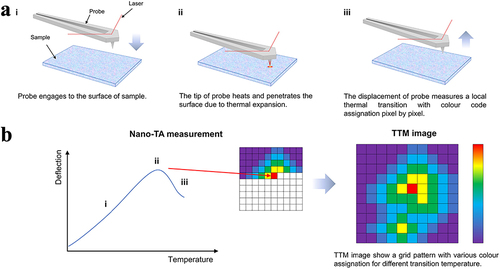 Figure 8 The imaging principle of TTM. Reprinted from Advanced Drug Delivery Reviews, 64, Goh CF, Lane ME, Advanced structural characterisation of pharmaceuticals using nano-thermal analysis (nano-TA), 114077, Copyright 2022, with permission from Elsevier.Citation114 (a) The workflow of TTM. (b) Establishing TTM map to visualize localized transition temperature. Each transition temperature is assigned a color code and they can be collectively visualized as a blended TTM map by combining each color pixel. The “i” “ii” “iii” labels in (b) referred to the test results obtained during the “i” “ii” “iii” process in (a).