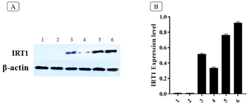 Figure 5. Expression of IRT1 (Western Blotting) in hairy roots under Cd stress (A) and IRT1 expression gray analysis (B). p < 0.05. 1, 2 and 3 are the IRT1 expression levels of wild-type hairy root when the Cd concentration is 0, 50, and 100 µmol/L, respectively; 4, 5 and 6 are the IRT1 expression levels of transgenic hairy root when the Cd concentration is 0, 50, and 100 µmol/L, respectively.