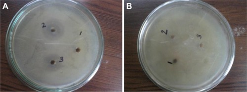 Figure 10 Antibacterial action of synthesized AgNPs.Notes: (A) Against Escherichia coli; (B) against Bacillus cereus.Abbreviation: AgNPs, silver nanoparticles.