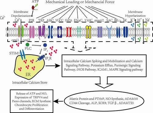 Figure 1. Conceptual illustration of the cellular mechanotransduction mechanism mediated by ion channels in articular chondrocytes