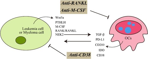 Figure 2. Schematic representations of mechanisms of interactions between tumor cells and OCs in leukemia and myeloma. Tumor cells overexpressed the osteolytic-associated genes-Wnt5a, PTHLH, M-CSF, RANKL and NEK2, etc. These molecules favor osteoclast differentiation and promote the progression of tumor. When targeted by specific antibody can block the interaction between tumor cells and OCs and improve therapy outcome.