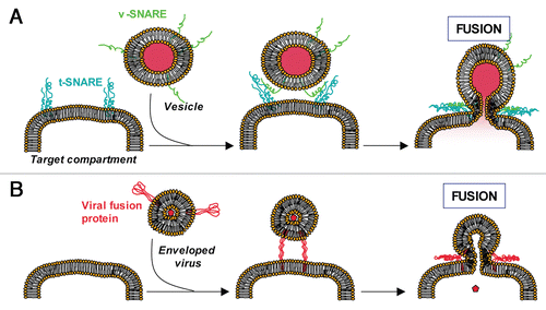 Figure 1 Eukaryotic SNAREs and viral coiled-coil proteins trigger membrane fusion. (A) During a fusion event in eukaryotic cells, the t-SNAREs present on the target membrane interact with the v-SNAREs present on the vesicle. This interaction brings both membranes into a close apposition and leads to membrane fusion. (B) During a viral infection, enveloped viruses enter their host cells through fusion with the host membrane (plasma membrane or endosome membrane). For example, HIV envelope protein gp41 utilizes three α-helical domains, which collapse into a trimer of hairpins to facilitate fusion between the host plasma membrane and the viral envelope thereby providing its viral contents access to the host cytosol.