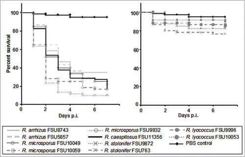 Figure 2. Virulence of different Rhizopus species in embryonated chicken eggs. Eggs were infected via the chorio-allantoic membrane at developmental day 10 using 106 spores (n = 20) from the thermotolerant species (left) and mesophilic species (right). Spore-depleted PBS was used as negative control. Survival was assessed daily over a period of 7 d post infection. Experiments were performed 3 times (except FSU 9872 which was performed twice). Kaplan-Meier-curves represent average survival rates.