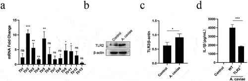Figure 5. A. caviae-induced IL-1β secretion was partly dependent on TLR2. (a) After A. caviae infection for 12 h at a moi of 40, the cell lysates were prepared and subjected to qPCR assay for determining the Tlrs expression. (b, c) the TLR2 protein level in cell lysates was measured by Western Blot and quantified through relative grey value analysis to β-actin. (d) PMs from wild type (wt) or TLR2−/− mice were stimulated with A. caviae for 12 h (moi = 40) and the supernatant was collected for il-1β secretion level determination by elisa.