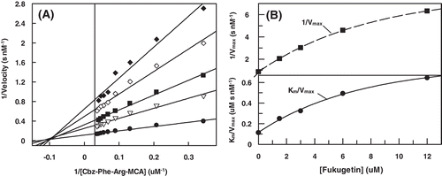 Figure 4.  (A) Lineweaver–Burk plot for hydrolysis of Cbz-Phe-Arg-MCA by papain in the presence and absence of fukugetin and (B) the secondary plots of showing the hyperbolic inhibition type mixed on fukugetin concentration. The reaction was carried out in the absence (• ) and in the presence of fukugetin; Δ, 1.5µM; ▪, 3µM; ◊, 6µM and ◆, 12µM.