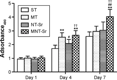 Figure 7 Osteoblast proliferation after incubation for 1, 4, and 7 days.Notes: **P<0.01 compared with ST; #P<0.05 and ##P<0.01 compared with MT; and ††P<0.01 compared with NT-Sr. n=6 at each time point.Abbreviations: MNT-Sr, micro/nano strontium-containing titanium surface; MT, micro titanium surface; NT-Sr, nano strontium-containing titanium surface; ST, smooth titanium surface.