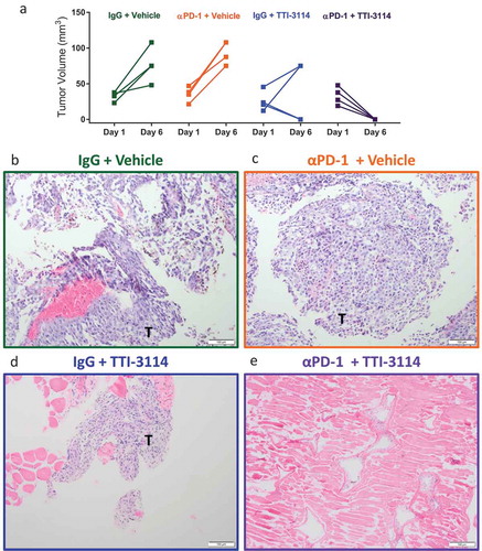 Figure 5. TTI-3114 promotes histological regression of B16.F10 tumors. Mice were treated as described in Figure 3(a). (a) Tumor size was determined at days 1 and 6 of treatment. Data are representative of 3 independent experiments. (b-e) Representative images from H&E stained sections of formalin fixed tumors (b-d) or a regressed lesion (e) are shown. (b, c) Tumors from mice treated with vehicle, with or without αPD-1, show sheets of pleomorphic melanocytes characteristic for melanoma. (d) Representative image of residual tumor from a mouse treated with TTI-3114 alone. (e) Representative image of mice treated with αPD-1 + TTI-3114 having no detectable tumor. Magnification 10x, scale bar represents 100 μm, T = tumor.