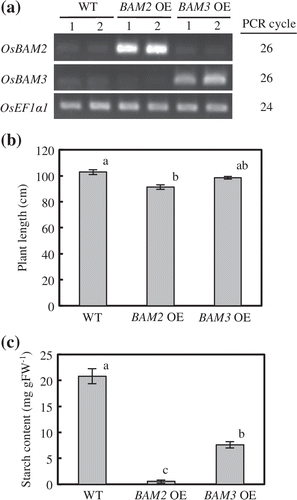 Figure 4. Phenotypic analyses of overexpression plants of OsBAM2 and OsBAM3. (a) Semiquantitative RT-PCR of OsBAM2 and OsBAM3 in the third leaf sheaths at the heading stage. OsEF1α1 was used as internal standard. (b) Plant lengths at the heading stage. Data represent means ± SE of five replications. Data followed by different letters represent significant differences at the 5% level by Tukey’s test. (c) Starch contents in the third leaf sheaths at the heading stage. Data represent means ± SE of three replications. Data followed by different letters represent significant differences at the 5% level by Tukey’s test.