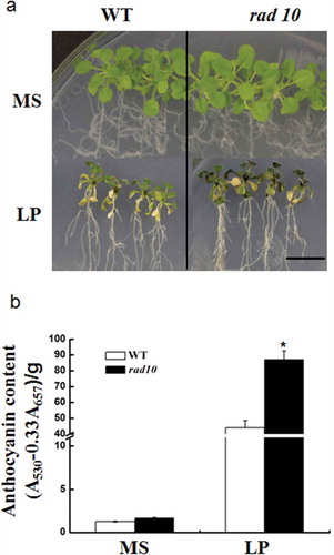 Figure 3 The anthocyanin accumulation phenotype and measurements of contents of wild type (WT) and rad10. (a) The anthocyanin accumulation in WT and rad10 plants during phosphorus (P)-sufficient and P-deprivation conditions. Five-day-old seedlings of WT and rad10 plants were transferred into MS medium with P (1.25 mM) or low P (12.5 μM) for 20 d. Bar = 1 cm. (b) Anthocyanin content was determined in WT and rad10 plants grown with P and low P on the 20th day of Pi starvation. Bars represent the mean ± standard deviation of three biological replicates with 12 seedlings per replicate. Asterisks represent statistically differences compared with the wild type (Student’s t test, P < 0.05). MS, Murashige and Skoog media. LP, low P.