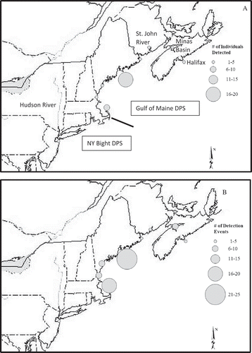 FIGURE 5. (A) Numbers of individual Atlantic Sturgeon acoustically detected in the Penobscot River estuary and (B) numbers of detection events by marine acoustic receivers. The solid line east of Cape Cod, Massachusetts, indicates a rough division between the Gulf of Maine and New York Bight distinct population segments.