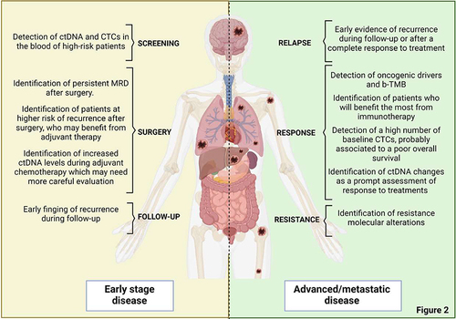 Figure 2 Potential applications of liquid biopsy in both localized and metastatic non-small cell lung cancer.