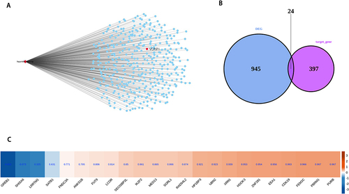 Figure 4 miR-499a-5p binds to the VCPIP1 3’UTR. VCPIP1, valosin-containing protein interacting protein 1. (A) The network plot showing the miR-499a-5p and its target mRNA; (B) Venn diagram showing the overlapped genes between DEGs and target mRNA; (C) Hierarchical clustering heat map showing expression correlations of overlap genes with VCPIP1.