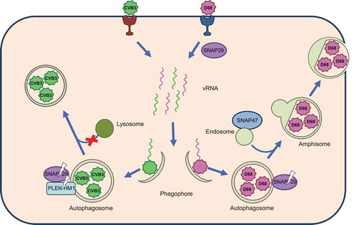 Figure 1. EV-D68 and CVB3 harness autophagic membranes for RNA replication complexes and require its acidified chambers, called amphisomes, for viral maturation. During early infection, EV-D68 requires the SNARE proteins SNAP29 and SNAP47 for viral replication. Both EV-D68 and CVB3 disrupt autophagosome-lysosome fusion by cleaving SNAP29 through the activity of viral protease 3C. Additionally, CVB3 cleaves the tethering adaptor protein PLEKHM1. Virus-associated amphisomes or autophagosomes are redirected to the cell periphery to mediate non-lytic release.