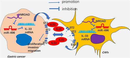 Figure 8. The schematic diagram LncRNA NORAD targets miR-496, and promotes IL-33 in GC cells and CAFs. IL-33 increases GC proliferation, invasion, migration in the GC-CAFs microenvironment