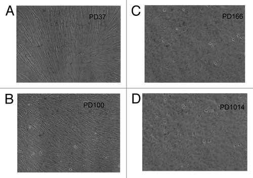 Figure 3. Cellular phenotypes of human cen3tel skin cells from a centenarian female 37 (A), 100 (B), 166 (C) and 1014 (D) generations after transfection with overexpressed telomerase. The culture had a fibroblastic cellular phenotype at PD37 (A) and a less defined fibroblastic phenotype at generation PD100 (B). At generation PD166, the culture had acquired a polymorphic cellular phenotype typical of cancer cells and simultaneously became tumorigenic and immortal (C). This new polymorphic phenotype was unchanged at PD1014 (D).