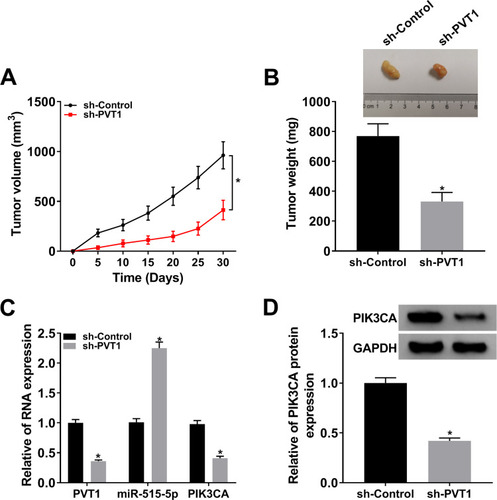 Figure 8 Downregulation of PVT1 repressed tumor growth. (A) Tumor volume was measured every 5 d. (B) Weight of the resected tumor was examined after the mice were killed. (C) The mRNA levels of PVT1, miR-515-5p and PIK3CA in NPC cells infected with sh-PVT1 or sh-Control were checked by qRT-PCR. (D) The protein level of PIK3CA in transfected NPC cells was measured by Western blot. *P < 0.05.