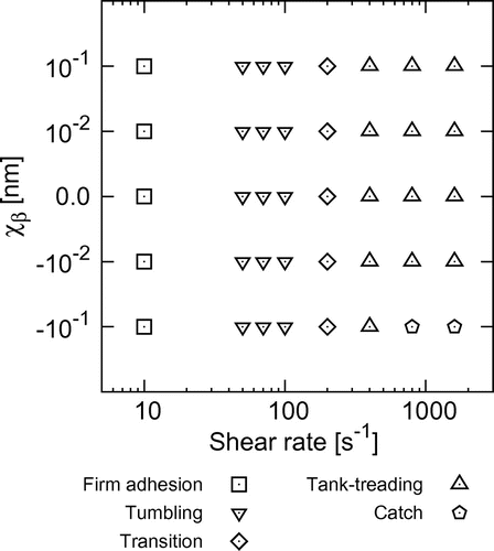 Figure 4. State diagram of the behavior of Pf-IRBCs, where transition refers to transition from tumbling to tank-treading. The state diagram is applicable in the range 10≤koff0≤100s-1.