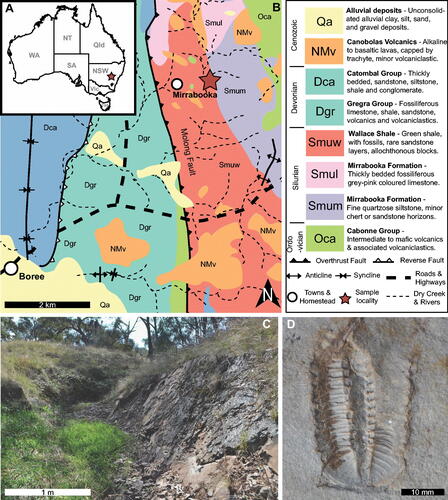 Figure 1. Geography, geology, stratigraphy, and bedding plane information for specimen locations within the Wallace Shale. A, Map of Australia showing specimen location (red star) in New South Wales. B, Geological map showing rocks proximal to Mirrabooka ‘homestead’. Red stars indicate specimen location. A simplified stratigraphic column is shown on the right. C, Panoramic view of located where specimens were collected, from exposure of left creek bank – small tributary running east of Wattle Creek. D, Typical specimen of Denckmannites rutherfordi Sherwin, Citation1968 found at the specimen site with Salterian moulting arrangement. Hundreds of individuals comparable to this specimen are uncovered on bedding surfaces.
