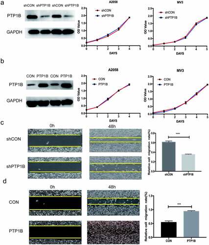 Figure 2. PTP1B deficiency inhibits the horizontal migration of melanoma cells without affecting cell proliferation