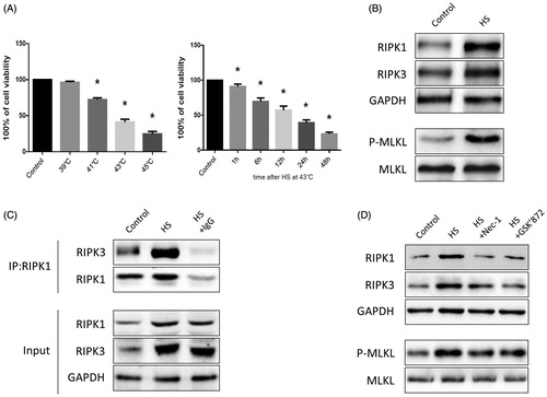 Figure 2. HS-induced RIPK1/RIPK3-dependent necroptosis activation in IEC-6 cells. (A) IEC-6 cells underwent HS (37 °C, 39 °C, 41 °C, 43 °C, or 45 °C) for 2 h and were then further incubated at 37 °C for 24 h; IEC-6 cells were subsequently exposed to HS at 43 °C for 2 h and were further incubated at 37 °C for different time increments (1 h, 6 h, 12 h, 24 h and 48 h). Cell viability percentage was measured by WST-1. (B) IEC-6 cells underwent HS (43 °C) for 2 h and were further incubated at 37 °C for 24 h. RIPK1, RIPK3, phosphorylated MLKL and MLKL levels were detected by Western blot. (C) IEC-6 cells underwent HS (43 °C) for 2 h and were further incubated at 37 °C for 24 h. RIPK1-RIPK3 complexes were measured by immunoprecipitation assay with IgG serving as the negative control. (D) IEC-6 cells were pretreated with or without 20 μM Nec-1 or 10 μM GSK’ 872, then underwent HS (43 °C) for 2 h and were further incubated at 37 °C for 24 h. RIPK1, RIPK3, phosphorylated MLKL, and MLKL levels were detected by Western blot. The data shown represent the mean ± SD from at least three independent experiments, performed in triplicate.