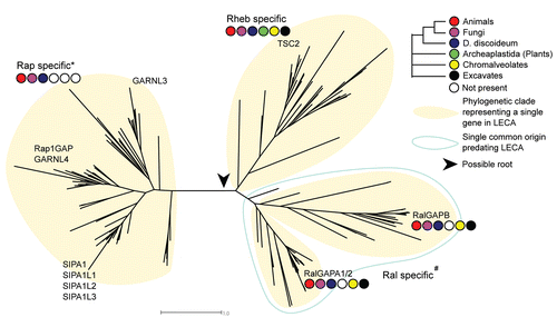 Figure 2 Representation of the phylogenetic tree of RapGAP domain containing proteins. We observe four clades, each of whicht represent a single ancestral gene in LECA . RalGAPB and RalGAPA each represent a single ancestral gene in LECA but cluster together indicating a common ancestral gene preceding LECA . The species present in each clade is depicted as a colored barcode. The differences in sequence between the Rap specific GAP sequences and the Rheb/Ral specific GAP sequences is well defined (100% bootstrap support) and a possible root may therefore lie between these two groups. *In the Rap specific clade we also observe GARNL3, a putative RapGAP, but it cellular function has not yet been reported. #It is unknown if RalGAPB harbors any GAP activity.