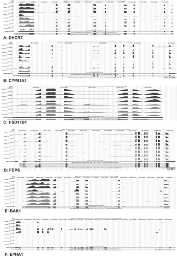 Figure 2. UCSC genome browser tracks of selected DE transcripts. The plot shows pile-ups of sequencing reads assembled into transcripts for six different genes in eight TE samples. The top four pile-ups (per gene) correspond to gene expression in the competent (COMP) blastocysts and the bottom four to the incompetent (INCOMP) blastocysts. A de novo transcriptome assembly track is shown below each pile-up guided by the hg38 reference genome (black). The track corresponds to all exons detected by StringTie, including novel exons. The bottom track per gene represents the NCBI RefSeq gene annotation. The boxes in the lower two pile-ups represent the exons and the arrows the introns and expected direction of gene expression. The graph depicts a total of four representative transcripts; DHCR7 (A), CYP51A1 (B), HSD17B1 (C), and FDPS (D) that were down-regulated and one transcript, BAK1 (E), that was up-regulated in incompetent blastocysts and one transcript, EPHA1 (F), with poorer exon coverage. Scales for peak heights, representing pile-ups of read counts (CPM) are shown to the left of each plot.