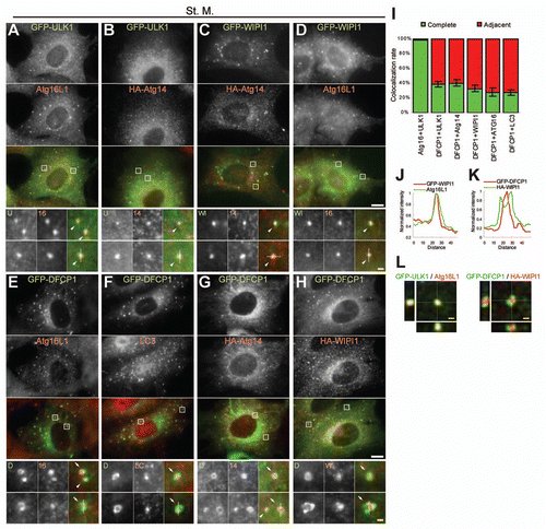 Figure 1 ULK1, Atg14, WIPI-1, Atg16L1 and LC3 co-localize to the same compartment, which is in close proximity to the DFCP1 structure. (A–H) Mouse embryonic fibroblasts (MEFs) stably expressing GFP-ULK1 (A), GFP-ULK1 and HA-Atg14 (B), HA-Atg14 and GFP-WIPI-1 (C), HA-WIPI-1 (D), GFP-DFCP1 (E and F), GFP-DFCP1 and HA-Atg14 (G) and GFP-DFCP1 and HA-WIPI-1 (H) were cultured in starvation medium for 1 hour. Cells were then fixed, permeabilized, and subjected to immunofluorescence microscopy using anti-HA (B, C, G and H), anti-Atg16L1 (A, D and E) and anti-LC3 antibodies (F). Due to low expression, GFP-ULK1 and GFP-DFCP1 were stained with anti-GFP antibodies. Nearly complete co-localization is indicated by arrowheads and adjacent co-localization is indicated by arrows. The structures indicated with broken lines were subjected to linescan analysis (shown in J, K and Suppl. Fig. 3). Signal color is indicated by color of typeface. St. M., starvation medium. Scale bars, 10 µm (white) and 1 µm (yellow). (I) Quantification of complete and adjacent co-localization between indicated Atg protein pairs after 1-hour starvation. Data represent mean ± SE of ten images. (J–K) Linescans were obtained from representative punctate structures showing co-localization between GFP-WIPI-1 and Atg16L1 (J) and between HA-WIPI-1 and GFP-DFCP1 (K). Original structures are shown in (D and H) (indicated with dashed lines). (L) 3D reconstruction of Atg puntate structures. 1-hour starved cells were observed by confocal laser microscopy and then 3D images were reconstituted. Lateral images reconstituted from Z-sectioning are also shown. Scale bars, 1 µm.