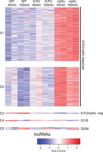 Figure 6. RNA profiling of lncRNAs. A color coded heatmap is shown for lncRNAs like in Figure 3B. Clusters (C1-C5) and response classes are given to the left and right. Sample duplicates are indicated at the top. A color scale is shown at the bottom.