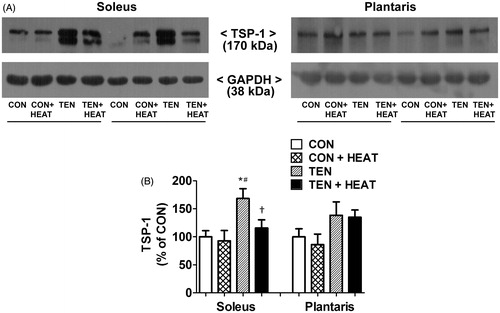 Figure 6. Effects of tenotomy and heat stress on TSP-1 protein expression of soleus and plantaris muscles. (A) Representative TSP-1 protein expression evaluated by Western blotting. (B) Quantified data of TSP-1. TSP-1 band density was normalised to GAPDH (n = 6 rats/group); *p < 0.05 vs. CON within each muscle; #p < 0.05 vs. CON + HEAT within each muscle; and †p < 0.05 vs. TEN within each muscle (one-way ANOVA with Newman–Keuls post hoc test).