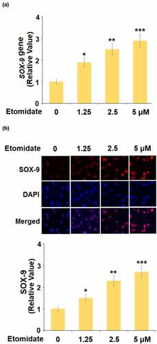 Figure 3. Etomidate upregulated SOX-9. Cells were stimulated with 1.25, 2.5, and 5 μM Etomidate for 24 hours. (a). mRNA of SOX-9; (b). Protein of SOX-9 (*. **, ***, P < 0.05, 0.01, 0.005 vs. control group, N = 6)