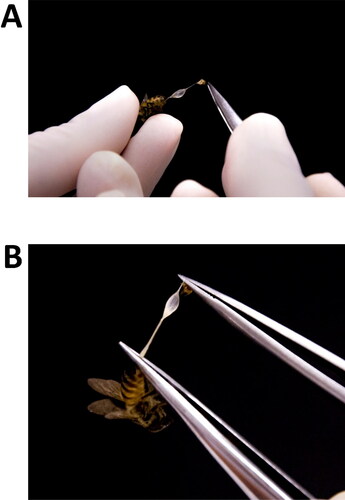 Figure 3. Steps of dissection and separation of the venom reservoirs from the sting apparatus. (A) Pull venom reservoir together with sting apparatus out of the bee's body using a fine-tipped tweezers; (B) with the two structures completely removed from the bee’s body, but still stuck together, use two tweezers (or one micro scissors and one tweezers) to separate one from another.