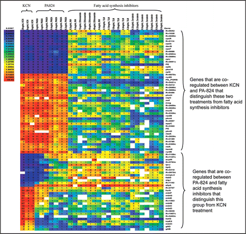Figure 1 Transcriptional response profiles of M. tuberculosis to PA-824 and known respiratory and fatty acid synthesis inhibitors. Heat map rendered table of gene expression changes for those genes that predictively associate PA-824 with either KCN or fatty acid synthesis inhibitors as described earlier.Citation10 Inset shows color scale for expression ratios.