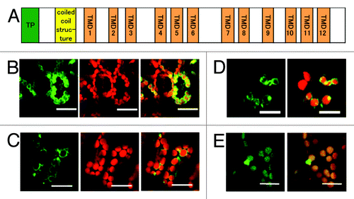 Figure 1. Localization of the EDS5-GFP fusion protein in the chloroplast envelope. (A) Schematic structure of Arabidopsis EDS5. EDS5 has 12 trans membrane domains (TMDs) in addition to a putative chloroplast transit peptide (TP) and a coiled-coil structure at the N-terminal region. (B) Arabidopsis cotyledons transiently expressing EDS5-GFP fusion proteins using the FAST technique. (C) Stable expression of EDS5-GFP fusion proteins driven by the CaMV 35S promoter in Arabidopsis leaves. GFP fluorescence is specifically detected at the marginal region of chloroplasts in both transiently and stably expressing plants (B and C). (D) Transient expression of MSL3-GFP fusion proteins in Arabidopsis cotyledons using the FAST technique. (E) Stable expression of CAS-GFP fusion proteins driven by the CaMV 35S promoter in Arabidopsis leaves. Scale bar, 20 µm.
