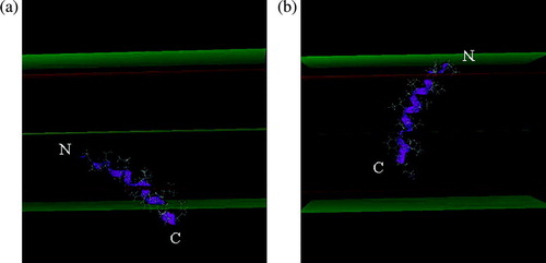 Figure 2.  Most stable position of H8 (A) and H9 (B) in the IMPALA membrane after the angular dynamics. Mid plane = bilayer centre (z = 0); first upper (beneath) plane = lipid acyl chain/polar headgroup interface at 13.5 Å from the centre; second upper (beneath) plane = lipid/water interface (z = 18 Å).