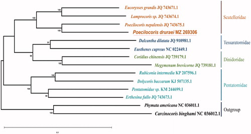 Figure 1. The phylogenetic relationship of 12 species within the Hemiptera species based on neighbour-joining analysis of complete mitochondrial genomes. Phymata americana and Carcinocoris binghami were served as the out-group.