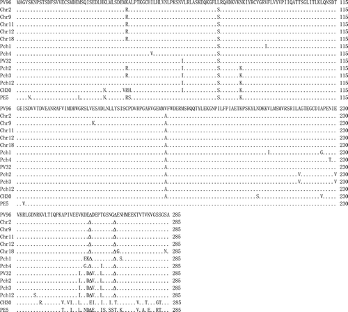 Fig. 2. A pair-wise alignment of movement protein sequences of 10 most divergent isolates from this study and representative isolates from four phylogenetic groups. The same and deleted amino acids are indicated as · and Δ, respectively.