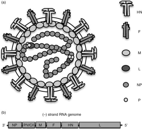 Fig. 1.  (a) Schematic presentation of the virion structure. (b) The complete genetic organisation of porcine rubulavirus is depicted under virus particles.