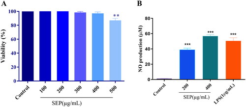 Figure 4. Effect of SEP extract on the viability of RAW264.7 cells and NO production in LPS prompted RAW264.7 cells. (A) The cells were treated with different concentration of SEP extract for 24 h and the cell viability was expressed as the percentage compared with the untreated (control) cell group. (B) The NO level was examined by measuring nitrite level production by Griess reagent and the nitrite production was expressed in micromolar (μM). Data represent mean ± SD of three independent experiments. **p < 0.01 and ***p < 0.001 vs. control.