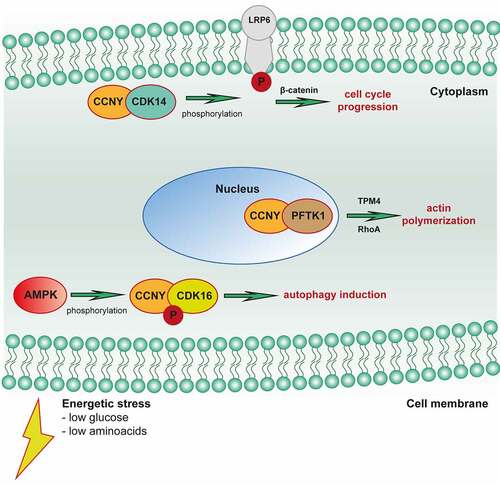 Figure 2. Cyclin Y plays role in various cellular processes such as control of cell cycle progression, autophagy, and cytoskeleton rearrangement.