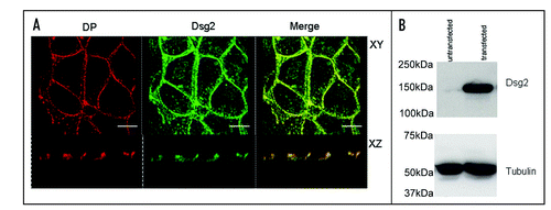 Figure 2 Exogenous Dsg2 colocalizes with DP and is strongly expressed. (A) Confocal images of MDCK cells with stable expression of mDsg2HA stained for DP with monoclonal antibody 11–5F (left) and polyclonal anti-HA antibody (centre). The merged image (right) shows that Dsg2 is colocalized with DP in both the XY and XZ planes. (B) Immunoblots of equally loaded gel (tubulin control) showing strong expression of mDsg2HA detected with polyclonal anti-HA antibody. Bars = 5 µm.