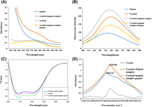 Figure 7. (A) Ultraviolet absorption spectra for almond cystatin bound to papain. For complex formation with papain, almond cystatin concentration used was 40 μg/1.5 ml. (B) Fluorescence spectra of cystatin in complex with papain. A fluorescence spectrum of almond cystatin, papain, and papain–cystatin complex was measured at excitation wavelength 280 nm and emission wavelength 300–400 nm. The concentration of almond cystatin was 40 μg/1.5 ml. (C) Far-UV CD spectrum of almond cystatin 20 μm was recorded between 200 and 250 nm using 10-mm path length. (D) FTIR spectra of cystatin alone (2 mM) prepared in sodium phosphate buffer (50 mM, pH 7.5), and cystatin with papain (0.5 mM) was prepared in sodium phosphate buffer (50 mM, pH 7.5). Average of five scan was taken. The spectrum of bound form cystatin was obtained by subtraction of the spectrum of papain from the cystatin + papain complex.