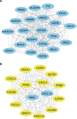 Figure 2 The two modules identified in the PPI network of the DEGs.Note: (A) Module 1 and (B) module 2. Blue represents upregulated DEGs; yellow represents downregulated DEGs.Abbreviatins: DEGs, differentially expressed genes; PPI, protein–protein interaction.
