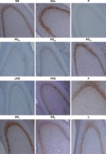 Figure 5 Pretreatment of young rats with Dex attenuated the propofol-induced long-term neurotoxicity and increased the levels of PSD95 expression in the hippocampus in adult age.