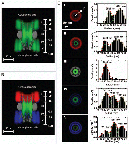 Figure 3 A 3D spatial-density map of interaction sites between Imp β1 and the FG-Nups. (A) A complete 3D spatial-density map of interaction sites between Imp β1 and the FG-Nups. Cut-away view of the 3D spatial density map of Imp β1 (green cloud and brighter color indicates higher density) superimposed on the NPC architecture (grey). Five regions with distinct spatial location clusters for Imp β1 are marked from I to V. Numbers denote the distance from the central plane of the NPC in nanometers. (B) The same density map as in (A) is shown in different colored regions (red for the cytoplasm, blue for the nucleoplasm and green for the central pore). (C) Histograms of averaged spatial densities along the radii (r) at the cross-section of NPC in the range I to V. Major peaks were obtained by Gaussian fittings (green and red lines). Bin size: 5 nm.