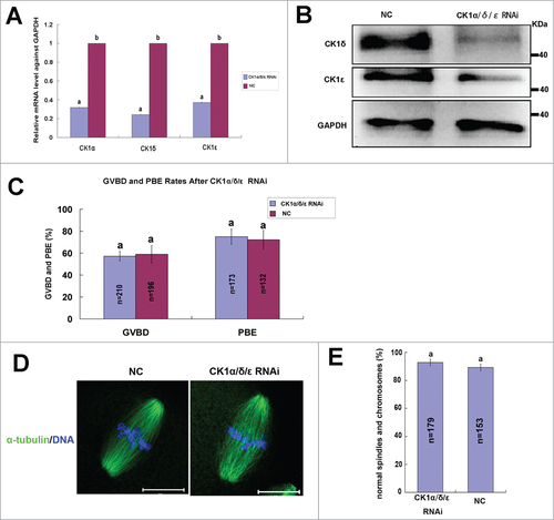 Figure 5. Effect of CK1α, CK1δ and CK1ε RNAi on the meiotic maturation process. (A) Oocytes at GV stages were injected with a mixture containing 30 μM CK1α-siRNA2, 30μM CK1δ-siRNA2 and 30μM CK1ε-RNAi1, control oocytes were injected with 30 μM NC siRNA. After 24 hours arresting at GV stage, the relative mRNA level of CK1α, CK1δ and CK1ε in RNAi group compared to NC group were measured by realtime PCR. Different superscript letters indicate statistical difference (p < 0.05). (B) CK1 RNAi significantly decreased the expression of CK1δ and CK1ε. Samples (100 oocytes) of CK1 RNAi group and NC group were collected and immunostained for CK1δ, CK1ε and GAPDH. (C) Oocytes of CK1 RNAi group and NC group were arrested at GV stage for 24 hours, then released and cultured for 14h. The rates of GVBD and PBE were calculated respectively. Data are presented as mean±s.e.m. Same superscript letters indicate no statistical difference (p>0.05). (D) Representative images of spindles and chromosomes in RNAi group and NC group. Oocytes of CK1α/δ/ε RNAi group and NC group were cultured to MII stage, then fixed and stained for α-tubulin (green) and DNA (blue). Bar=20μm. (E) Percentage of oocytes with normal spindles and chromosomes in CK1 RNAi group and NC group. The same superscript letters indicate no statistical difference (p > 0.05).